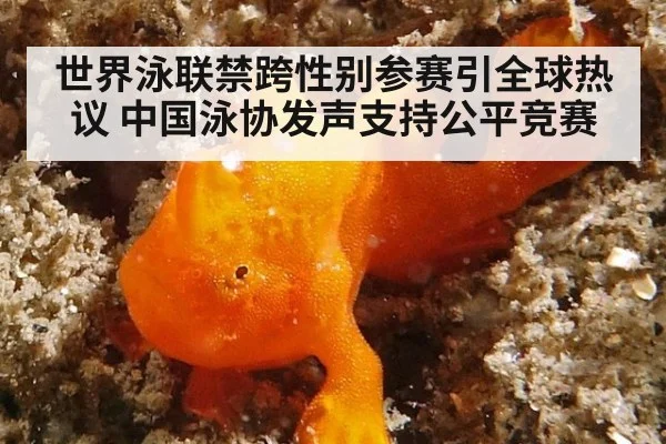 世界泳联禁跨性别参赛引全球热议 中国泳协发声支持公平竞赛
